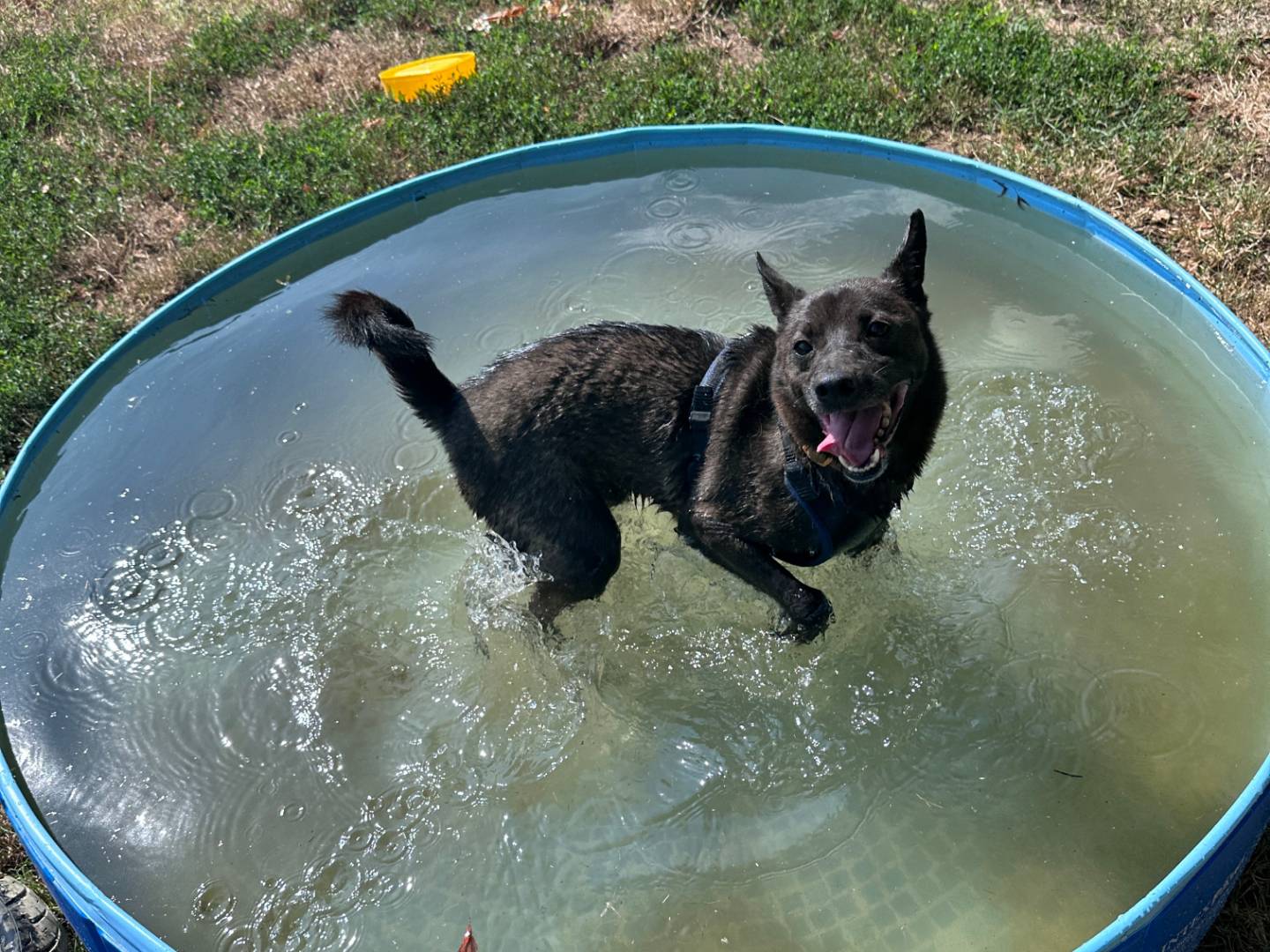 Adozione cane, maschio, Razza sconosciuta Razza sconosciuta, 10 anni, taglia media contenuta, Pavia