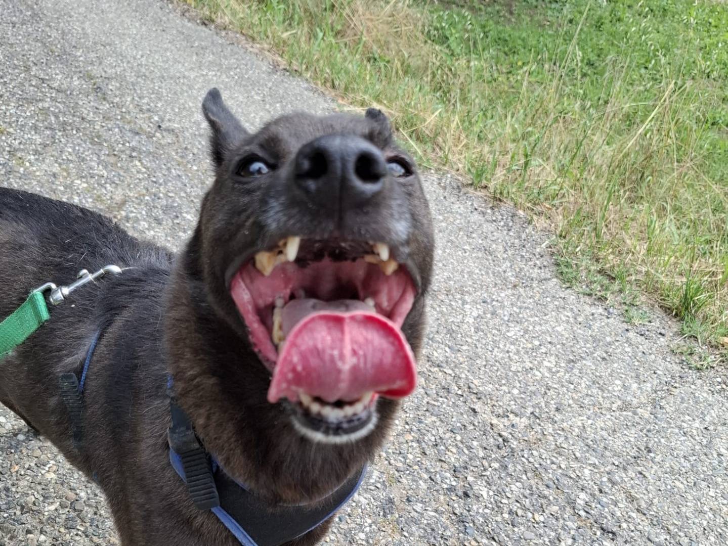Adotta un cane, taglia media contenuta, maschio, Pavia