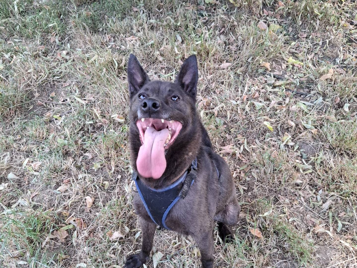 Vuoi adottare un cane a Pavia?