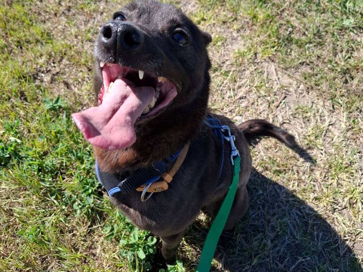 Adotta il cane Seull a Pavia