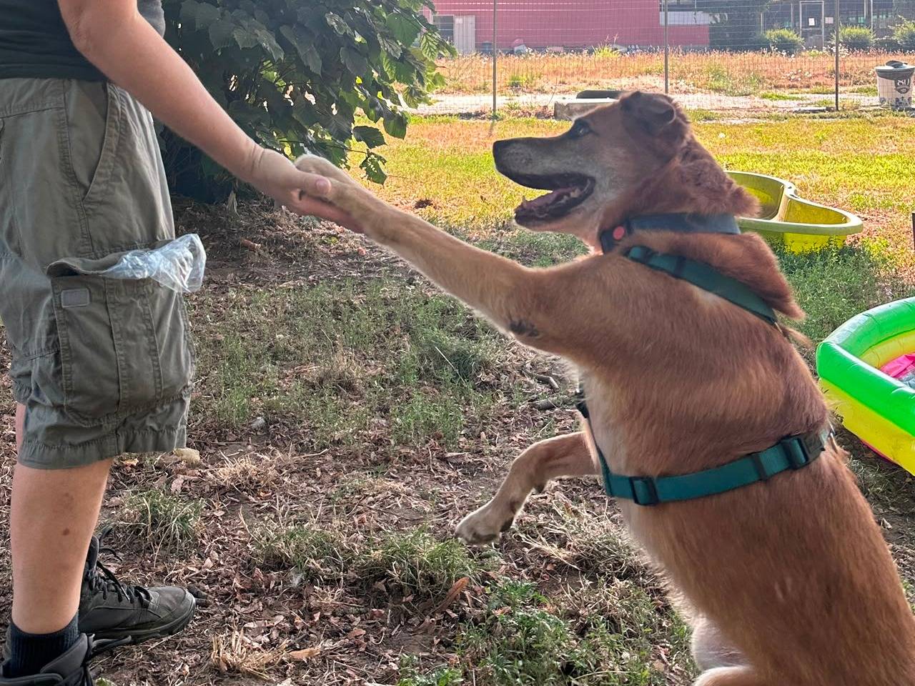 Vuoi adottare un cane a Pavia?