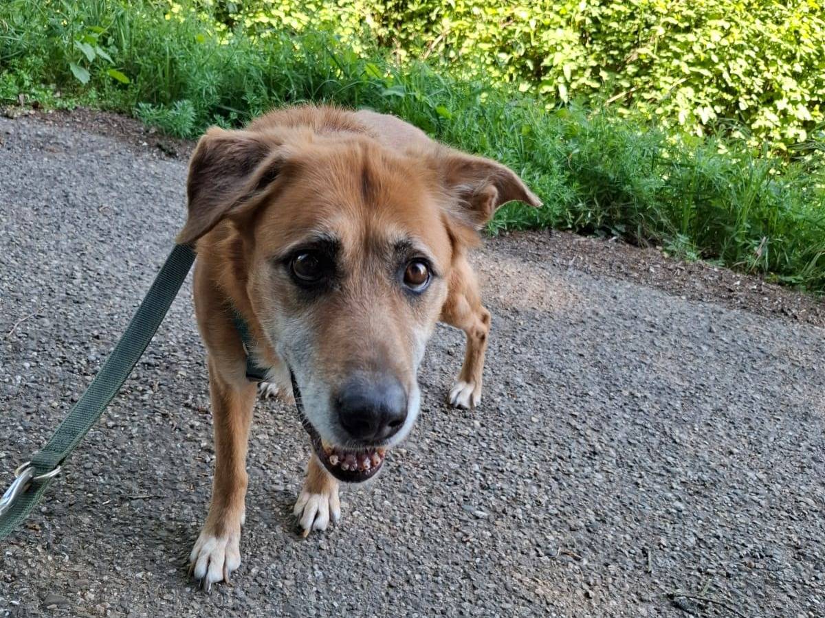 Adotta il cane Bice a Pavia