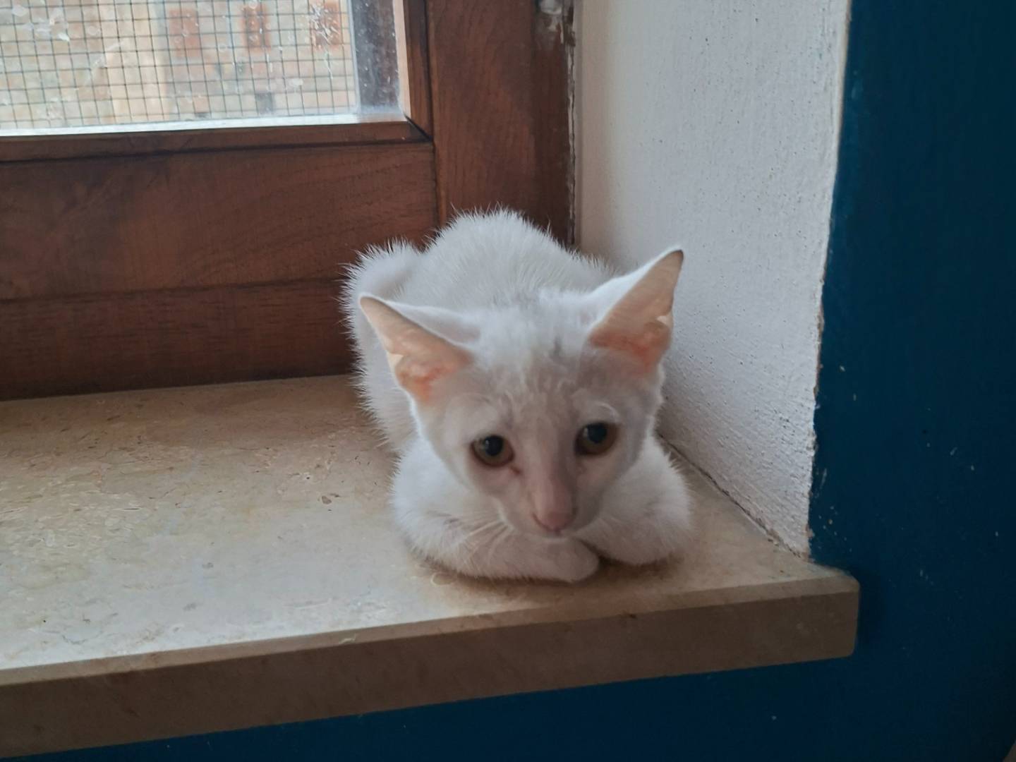 Adozione gatto, maschio, Razza sconosciuta Razza sconosciuta, 2 mesi, taglia non valida, Viterbo