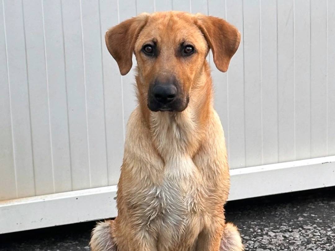 Adozione cane, maschio, Labrador Retriever Razza sconosciuta, 8 mesi, taglia media, Siracusa