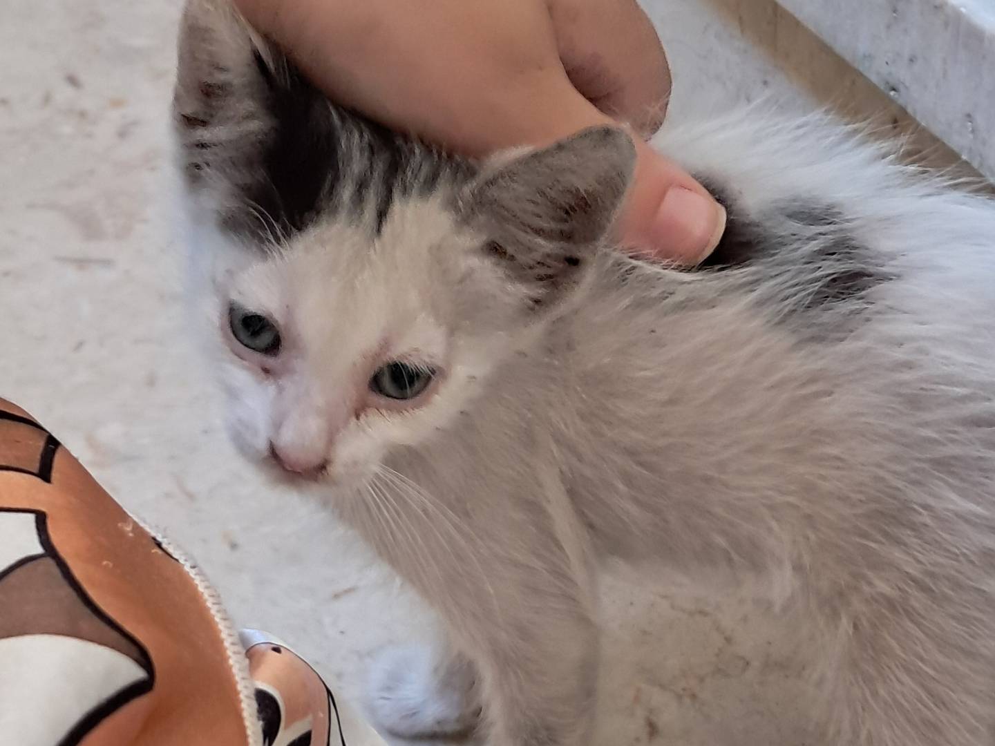 Adotta un gatto, taglia non valida, maschio, Agrigento