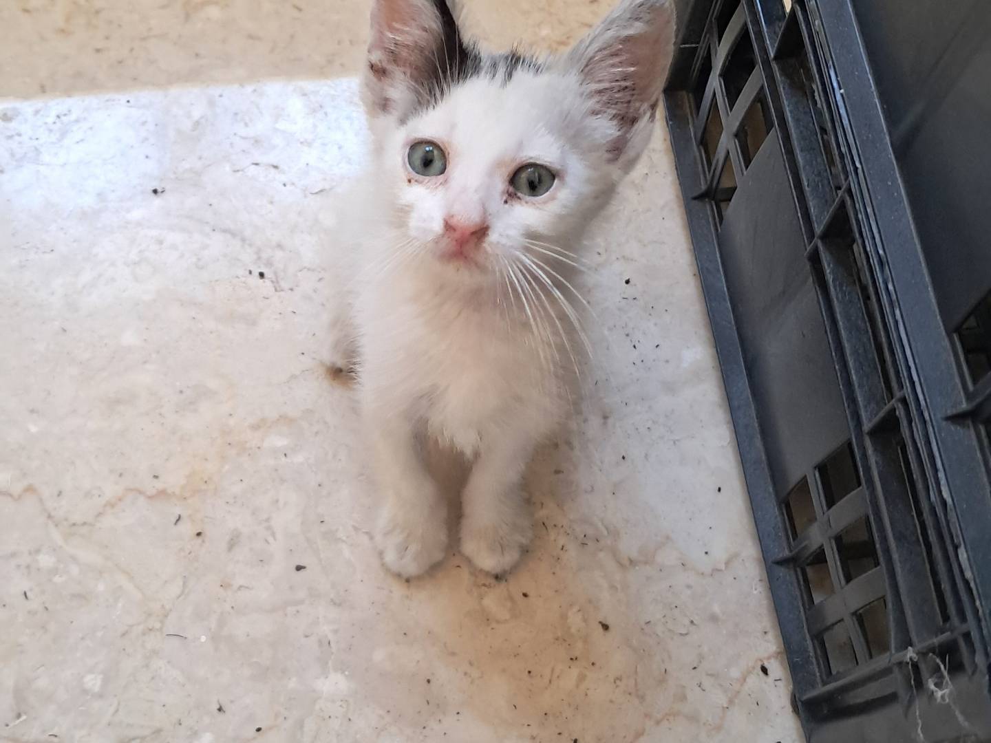 Adotta un gatto, maschio, 2 mesi, Agrigento