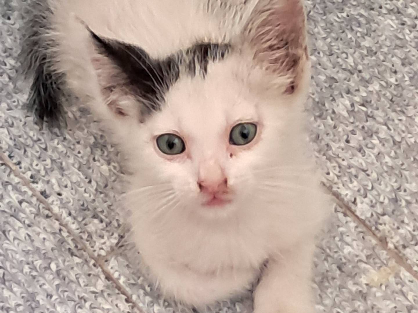 Adozione gatto, maschio, Razza sconosciuta Razza sconosciuta, 2 mesi, taglia non valida, Agrigento