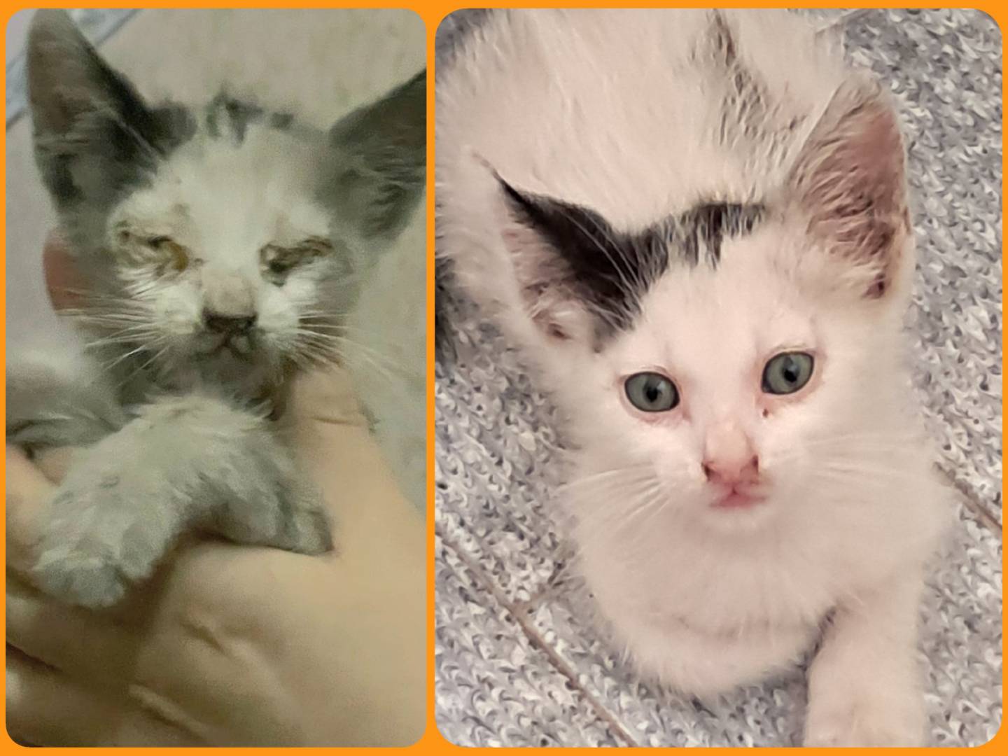 Vuoi adottare un gatto a Agrigento?