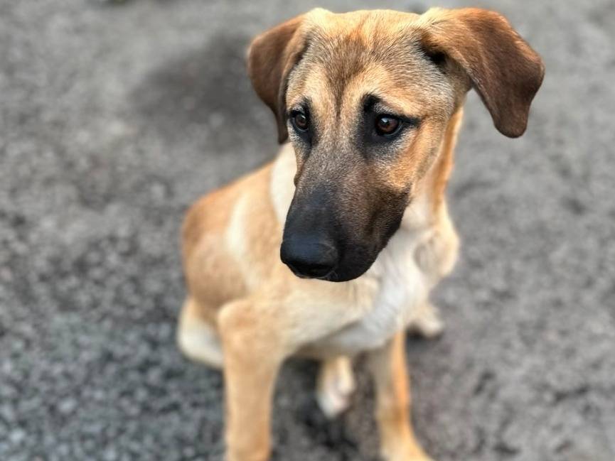 Adozione cane, maschio, Pastore Belga Malinois Razza sconosciuta, 8 mesi, taglia media, Siracusa