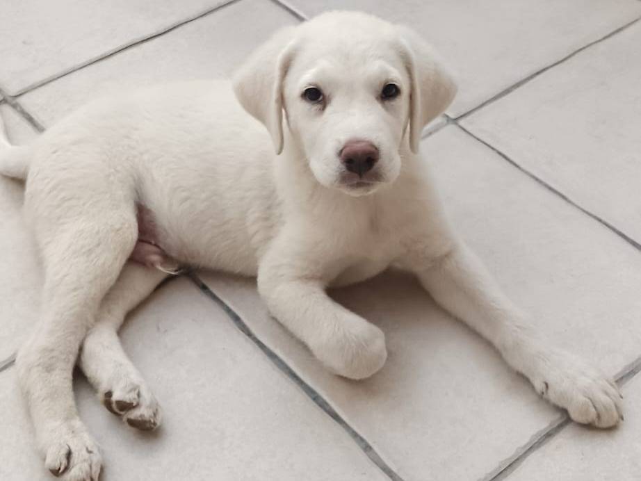Adozione cane, maschio, Razza sconosciuta Razza sconosciuta, 5 mesi, taglia media contenuta, Cagliari
