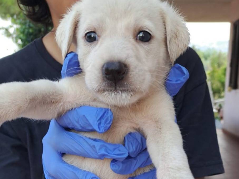 Adozione cane, maschio, Razza sconosciuta Razza sconosciuta, 2 mesi, taglia media contenuta, Nuoro