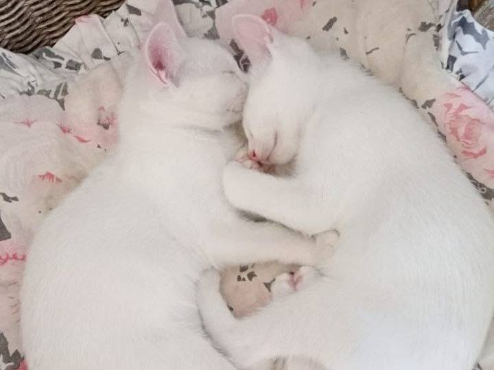 Adozione gatto, femmina, Razza sconosciuta Razza sconosciuta, 3 mesi, taglia non valida, Varese
