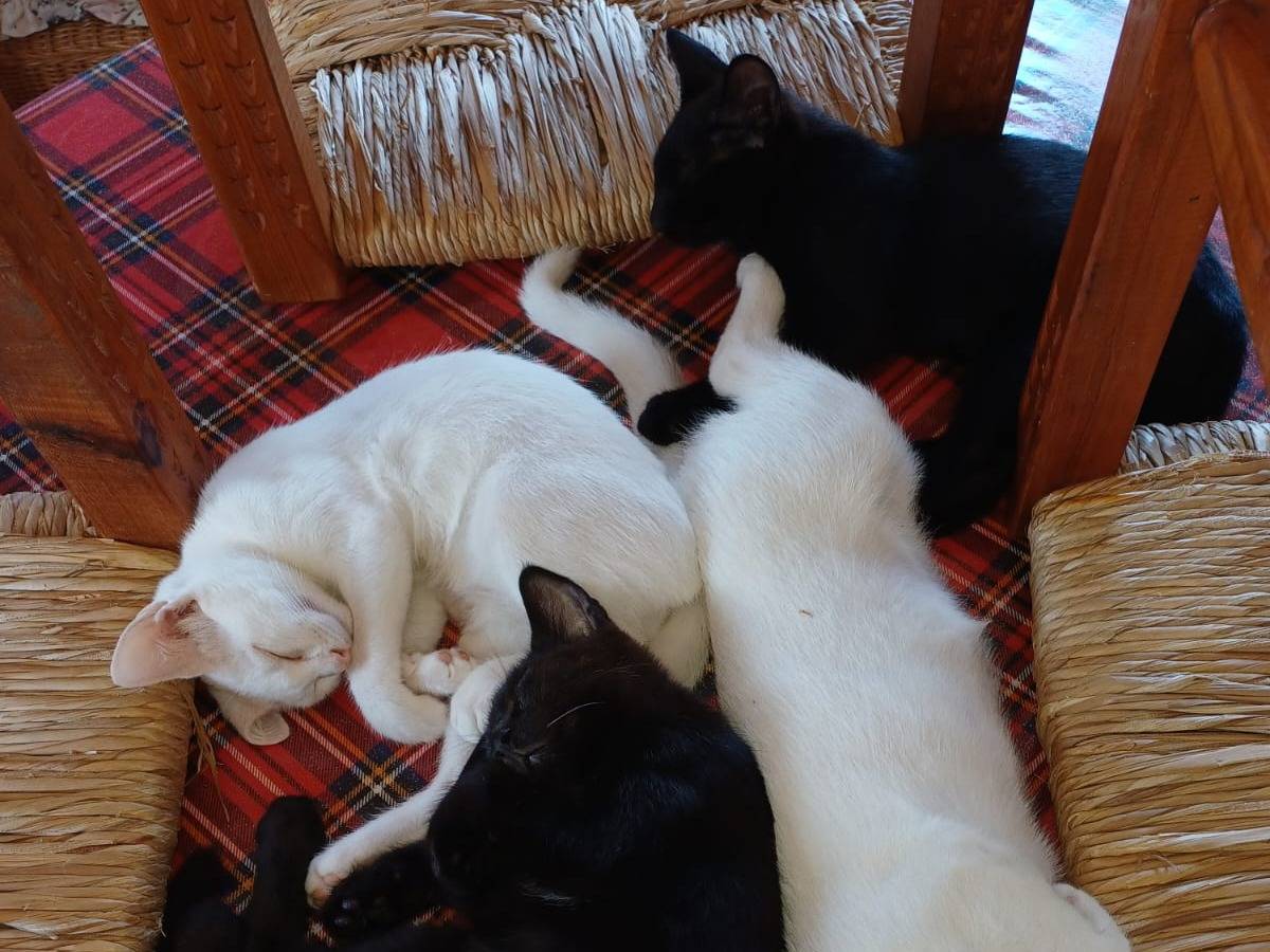 Adotta un gatto, femmina, 3 mesi, Varese
