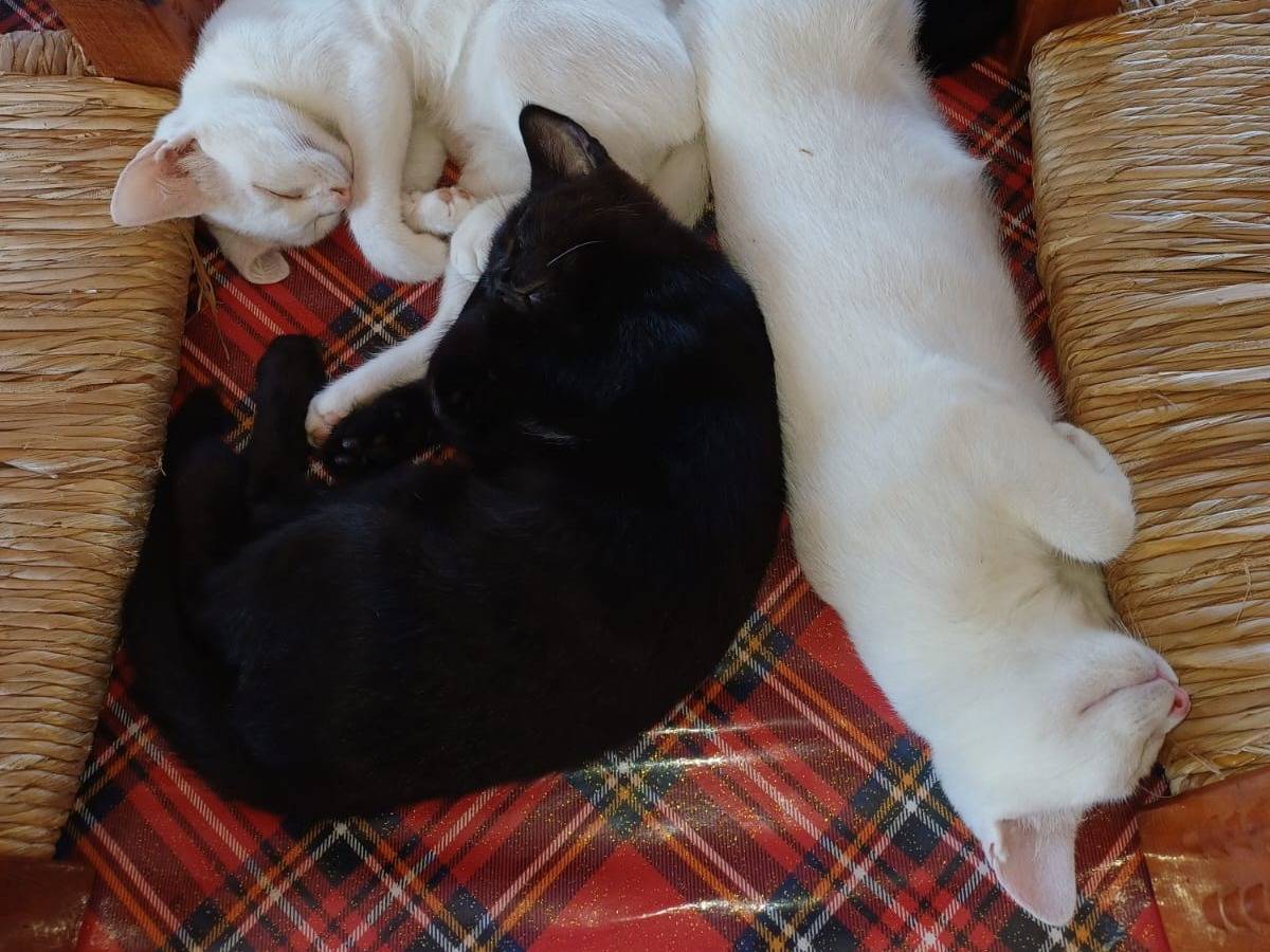 Adotta un gatto, taglia non valida, femmina, Varese