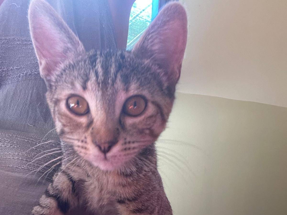 Adozione gatto, femmina, Razza sconosciuta Razza sconosciuta, 5 mesi, taglia non valida, Varese
