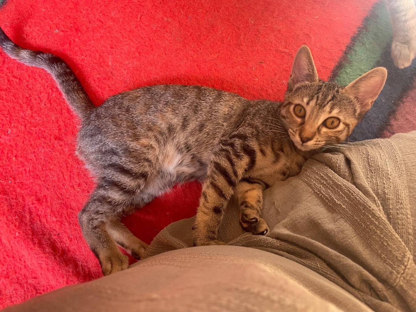 Adotta un gatto, femmina, 5 mesi, Varese