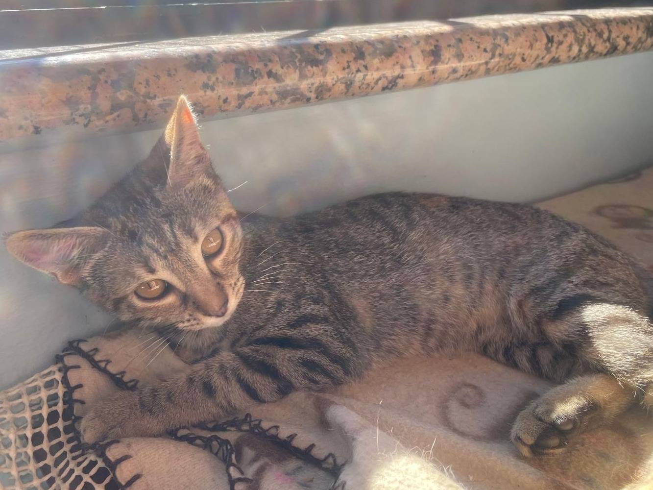 Adotta un gatto, taglia non valida, femmina, Varese