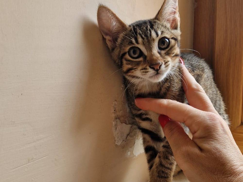 Adozione gatto, maschio, Razza sconosciuta Razza sconosciuta, 3 mesi, taglia non valida, Frosinone