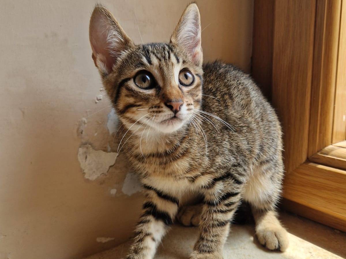 Adotta un gatto, maschio, 3 mesi, Frosinone