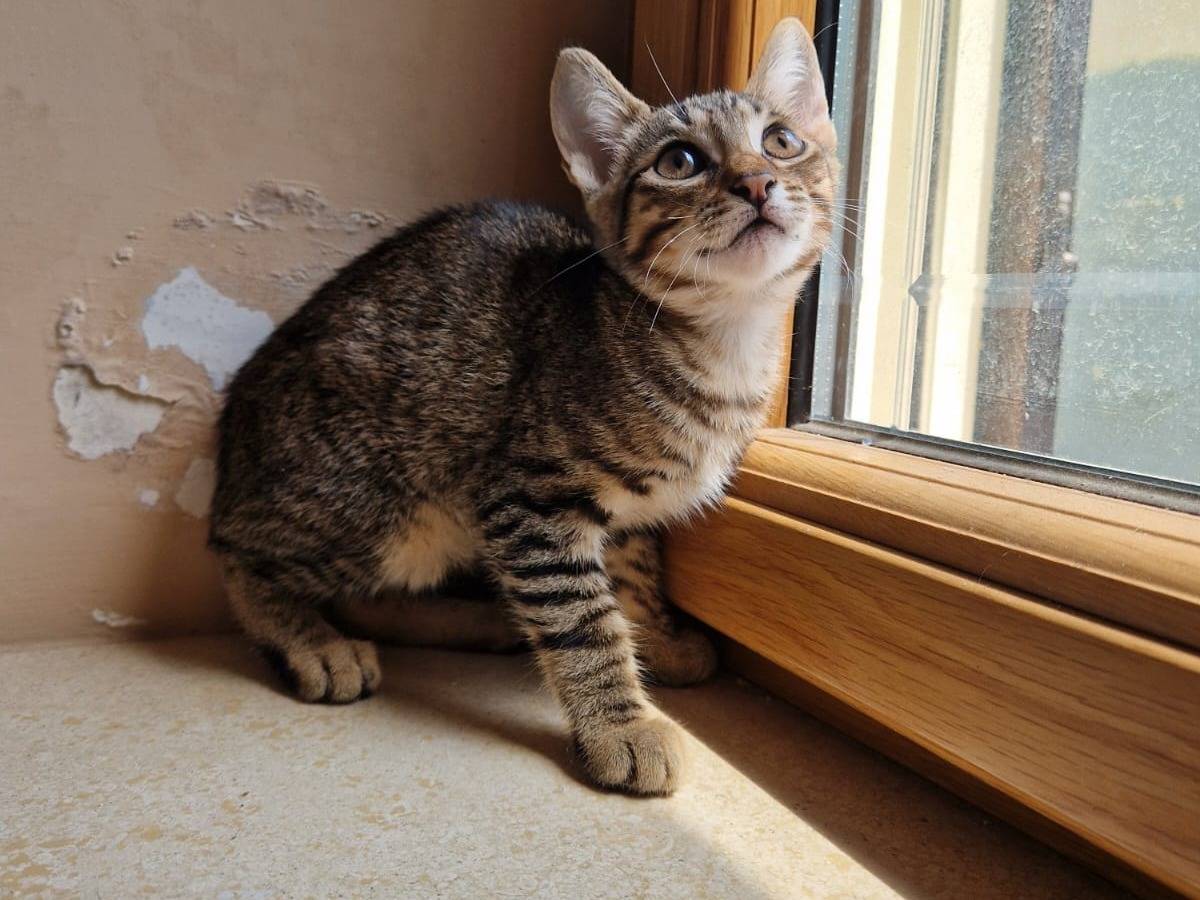 Adotta un gatto, taglia non valida, maschio, Frosinone