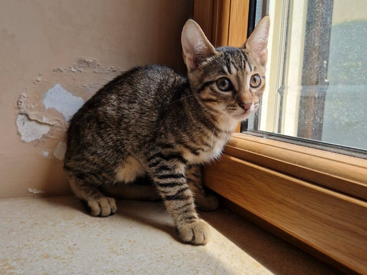 Vuoi adottare un gatto a Frosinone?