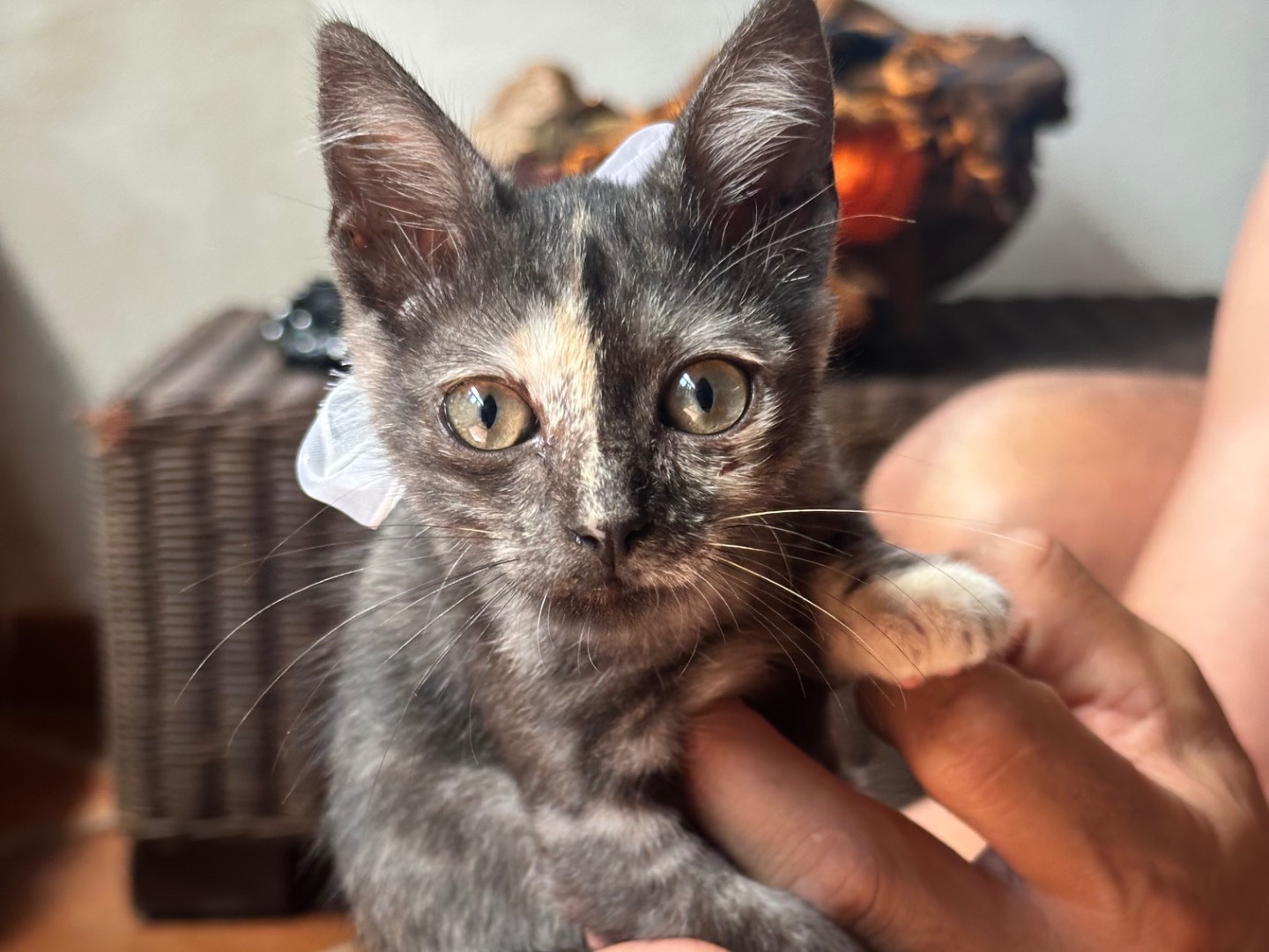 Adozione gatto, femmina, Razza sconosciuta Razza sconosciuta, 2 mesi, taglia non valida, Firenze