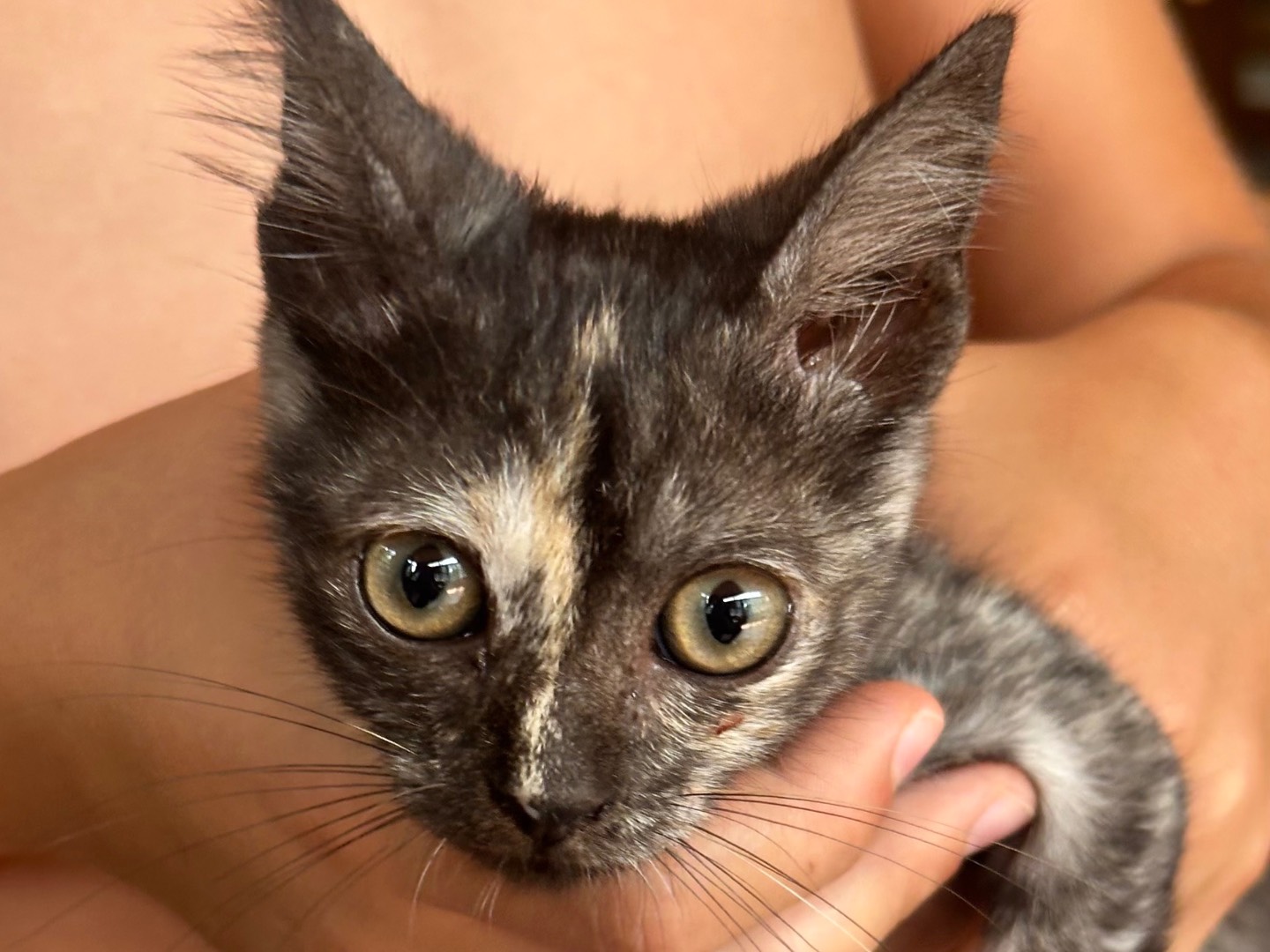 Adotta un gatto, taglia non valida, femmina, Firenze