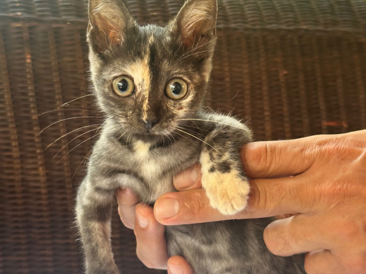 Adotta il gatto Berrie a Firenze