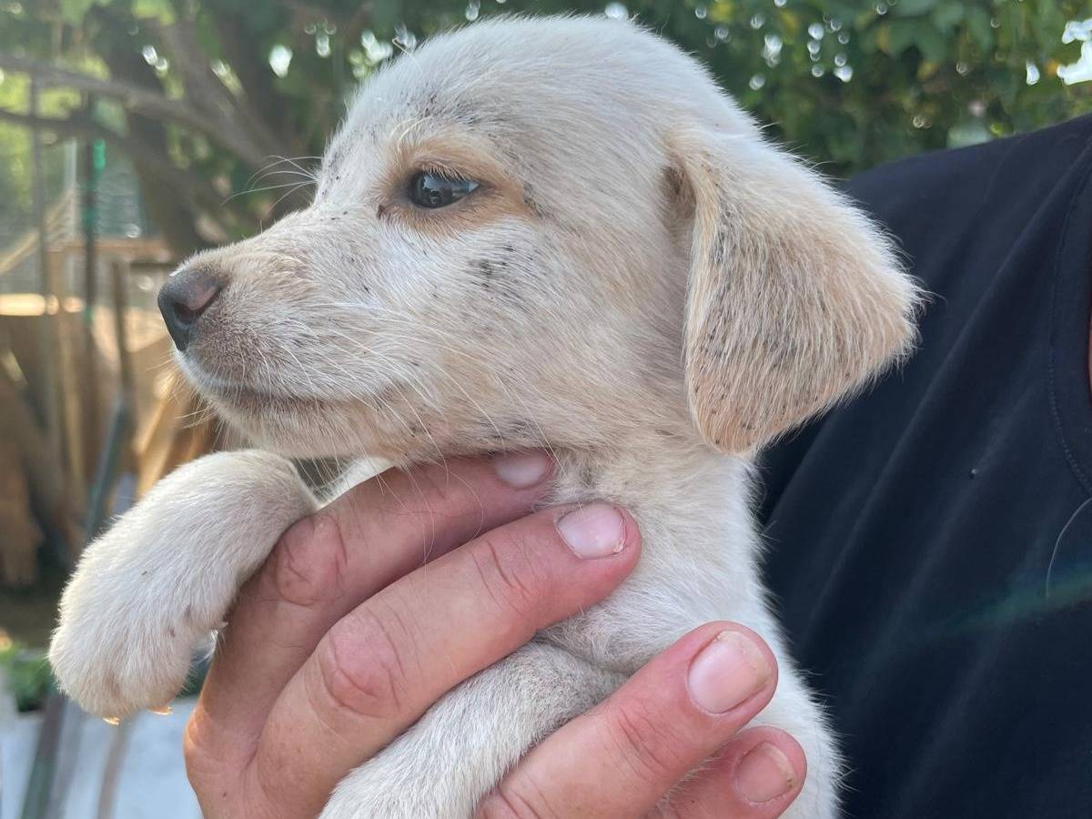 Adozione cane, maschio, Razza sconosciuta Razza sconosciuta, 2 mesi, taglia media contenuta, Latina
