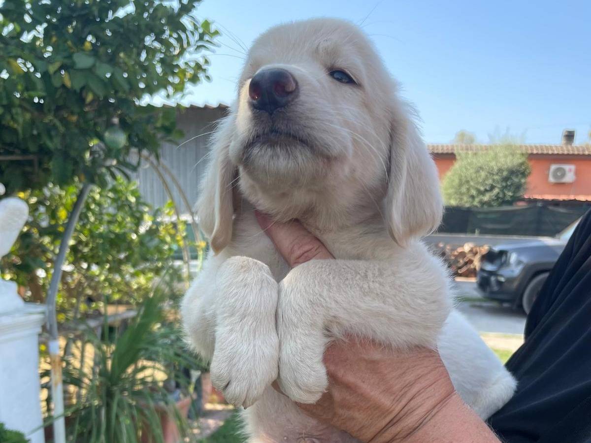 Adozione cane, maschio, Razza sconosciuta Razza sconosciuta, 2 mesi, taglia media contenuta, Latina