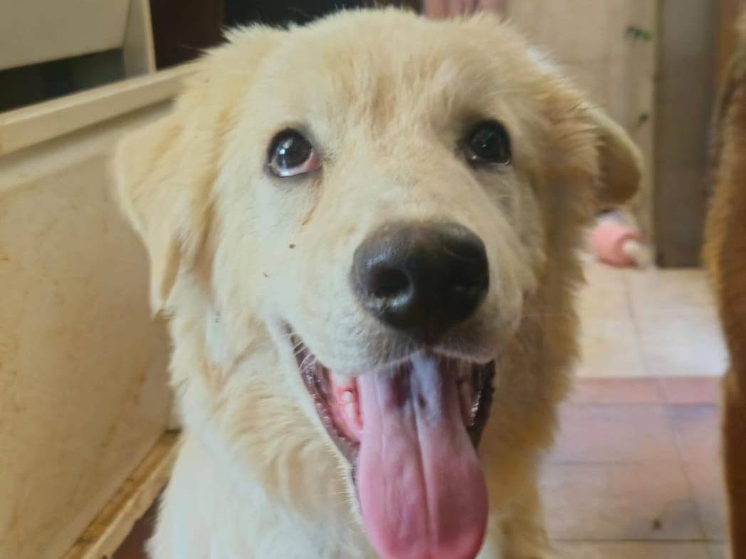 Adozione cane, maschio, Razza sconosciuta Razza sconosciuta, 5 mesi, taglia grande, Roma