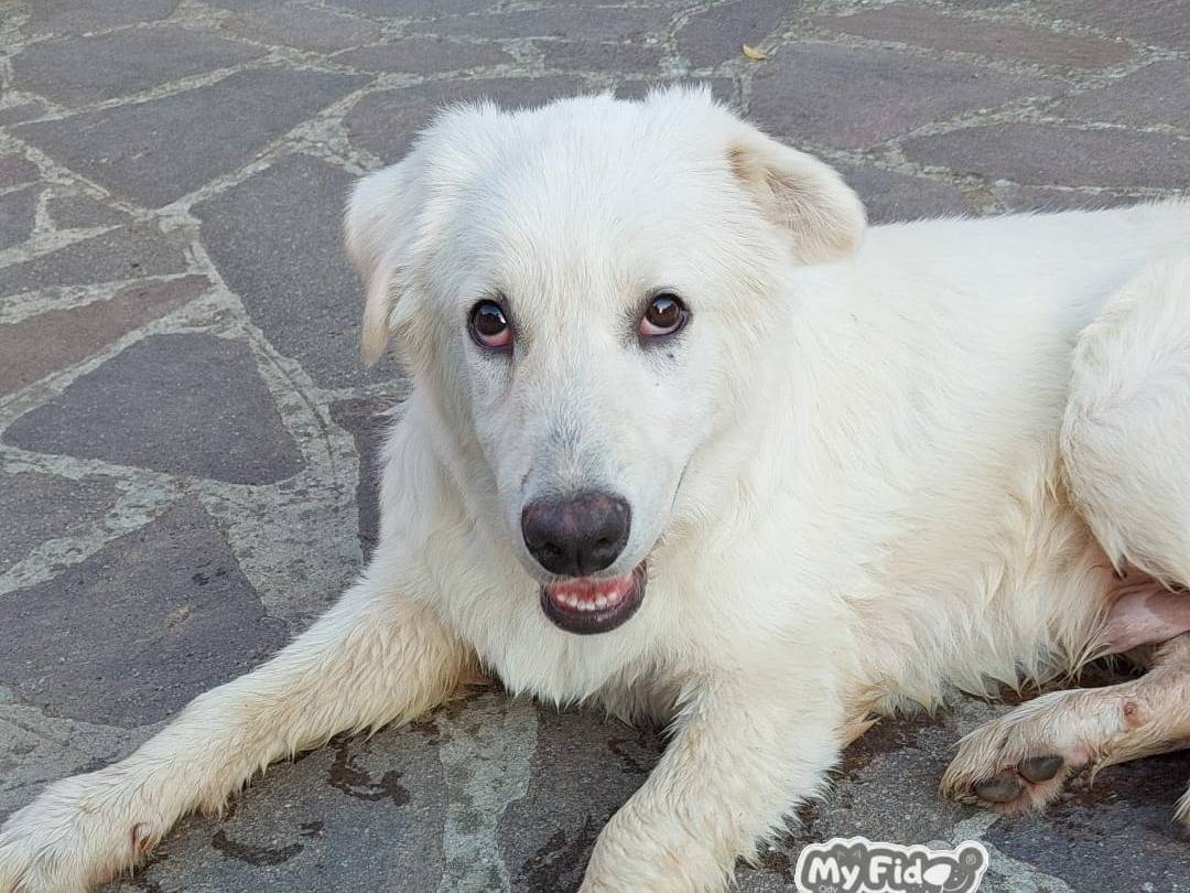 Adotta un cane, maschio, 5 mesi, Roma