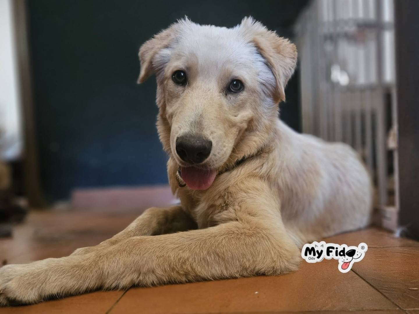 Adozione cane, maschio, Razza sconosciuta Razza sconosciuta, 5 mesi, taglia grande, Roma