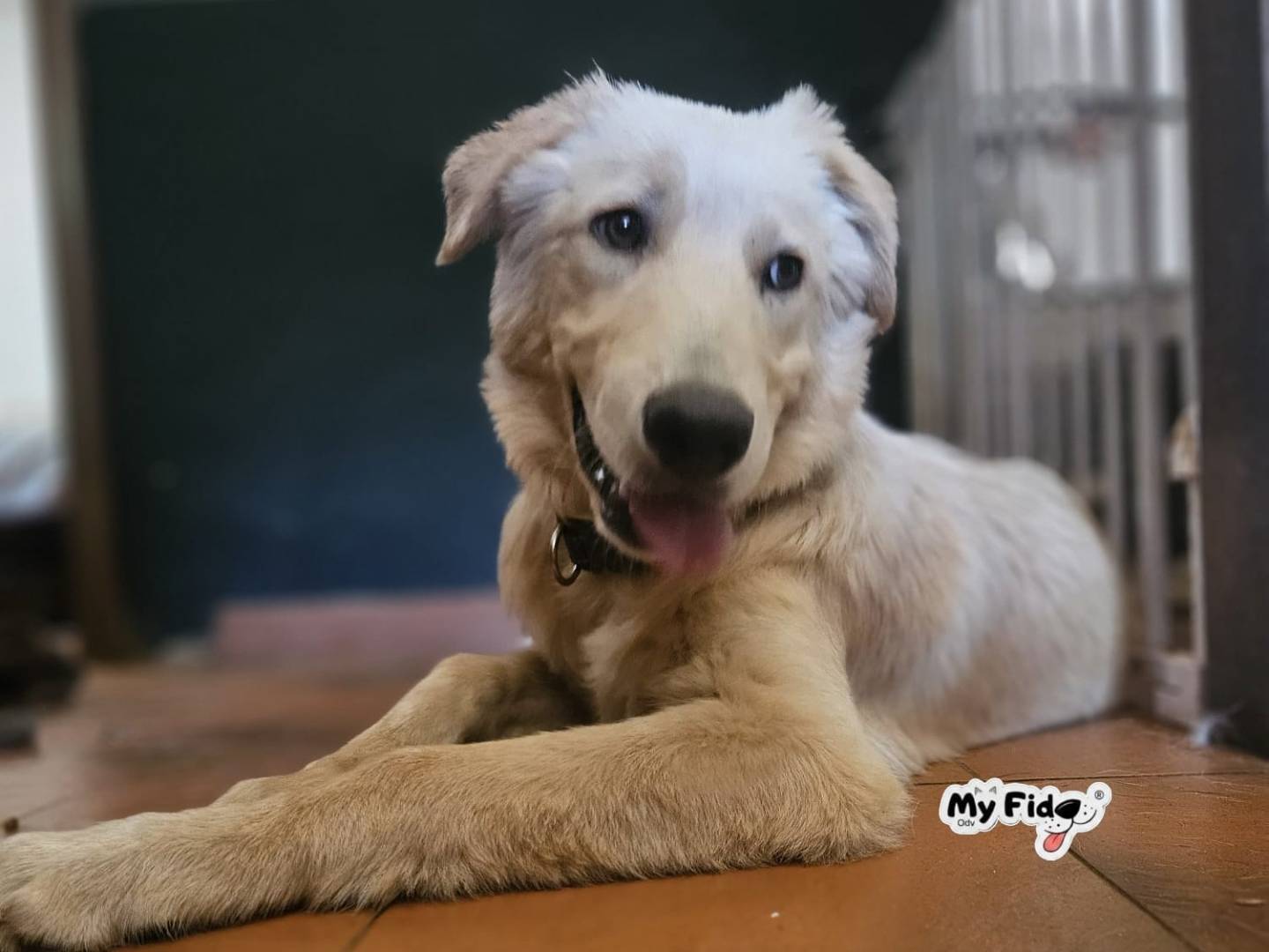 Adotta un cane, maschio, 5 mesi, Roma