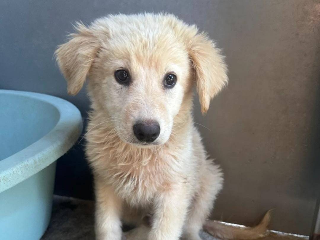 Adozione cane, maschio, Razza sconosciuta Razza sconosciuta, 3 mesi, taglia grande, Avellino