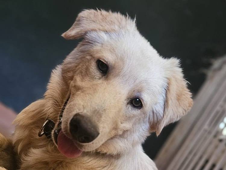 Adotta un cane, taglia grande, maschio, Roma