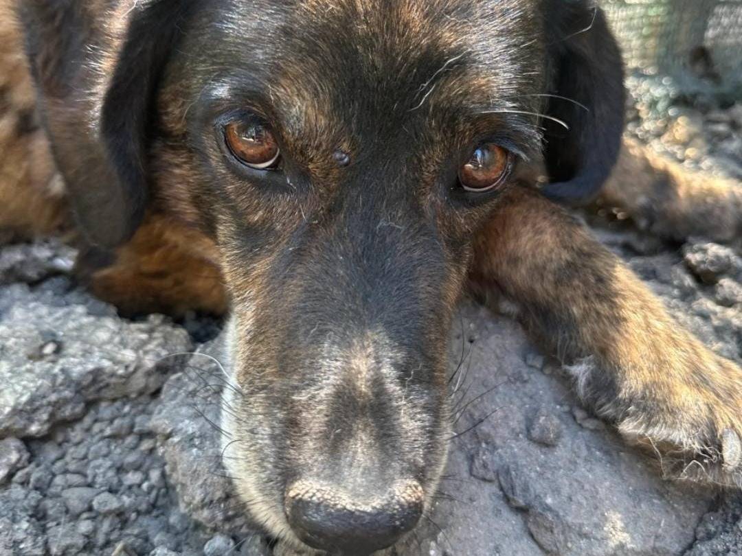 Adozione cane, maschio, Razza sconosciuta Razza sconosciuta, 10 anni e 10 mesi, taglia media, Avellino
