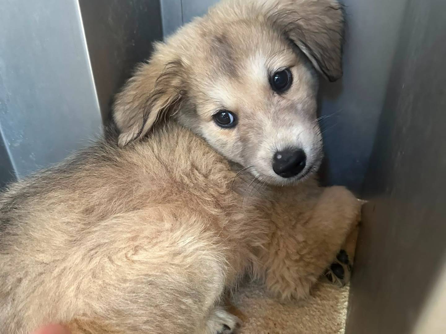 Adozione cane, femmina, Razza sconosciuta Razza sconosciuta, 3 mesi, taglia grande, Avellino