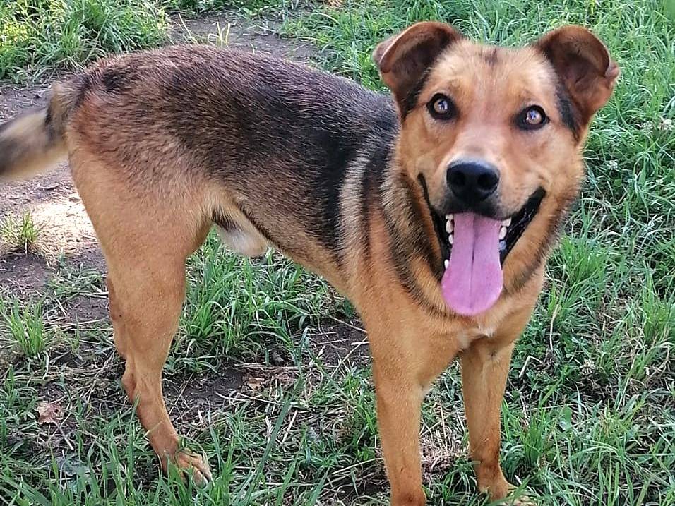 Adozione cane, maschio, Razza sconosciuta Razza sconosciuta, 3 anni e 11 mesi, taglia media, Milano