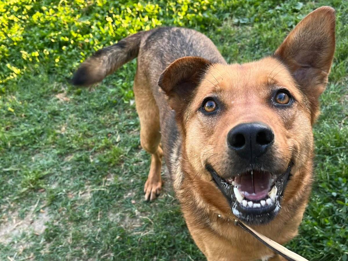 Adotta un cane, maschio, 3 anni e 11 mesi, Milano