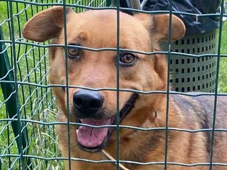 Adotta un cane, taglia media, maschio, Milano