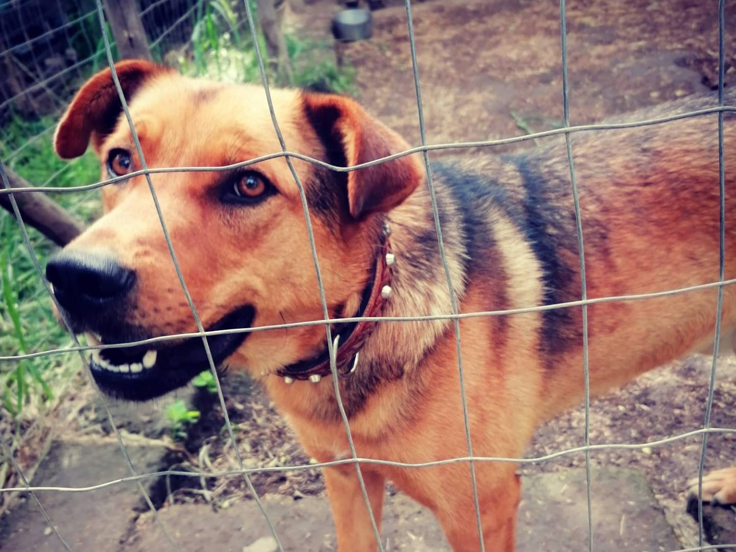 Vuoi adottare un cane a Milano?
