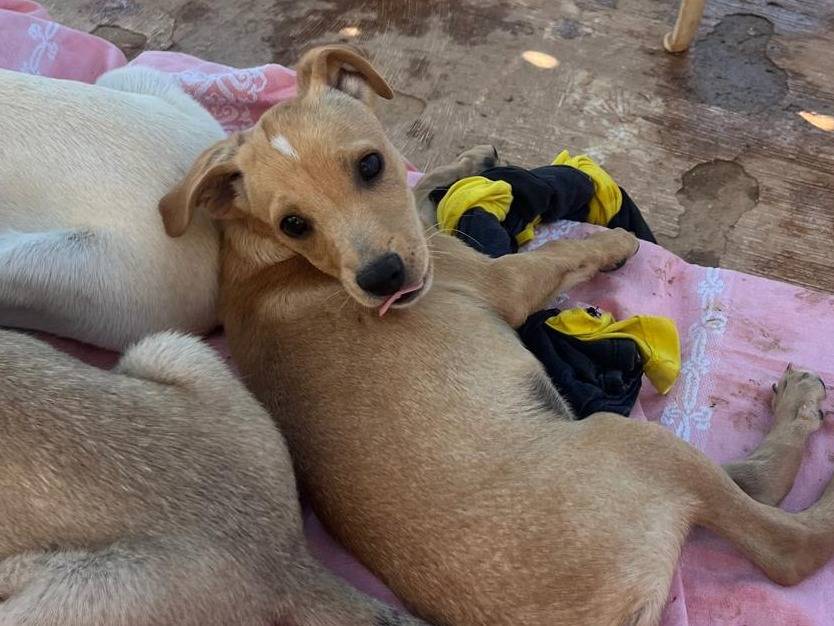 Adotta un cane, maschio, 3 mesi, Lecce