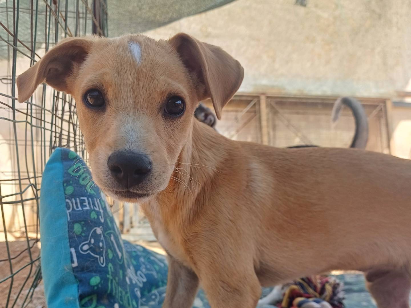 Adotta un cane, taglia media contenuta, maschio, Lecce