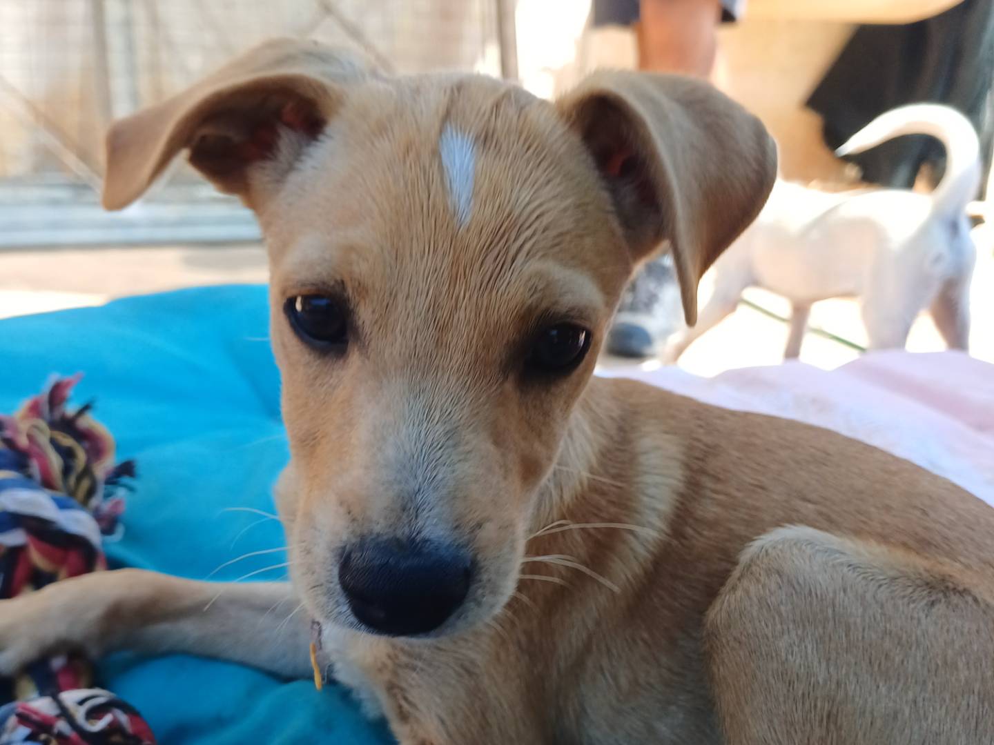 Vuoi adottare un cane a Lecce?