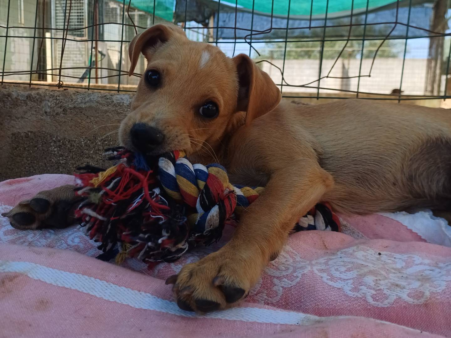 Adozione cane, maschio, Razza sconosciuta Razza sconosciuta, 3 mesi, taglia media contenuta, Lecce