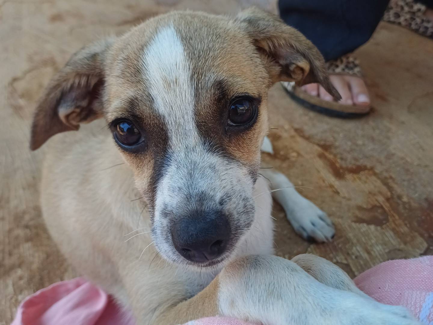 Adotta un cane, femmina, 3 mesi, Lecce