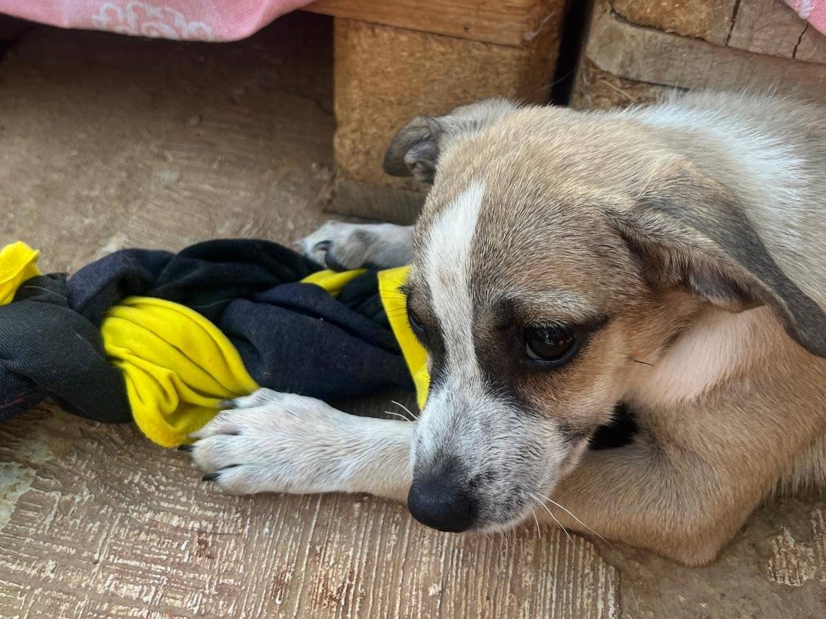Adotta un cane, taglia media contenuta, femmina, Lecce