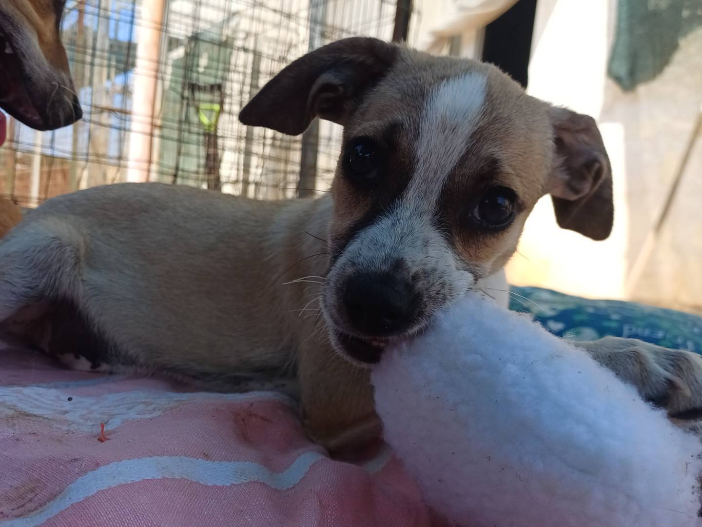 Vuoi adottare un cane a Lecce?