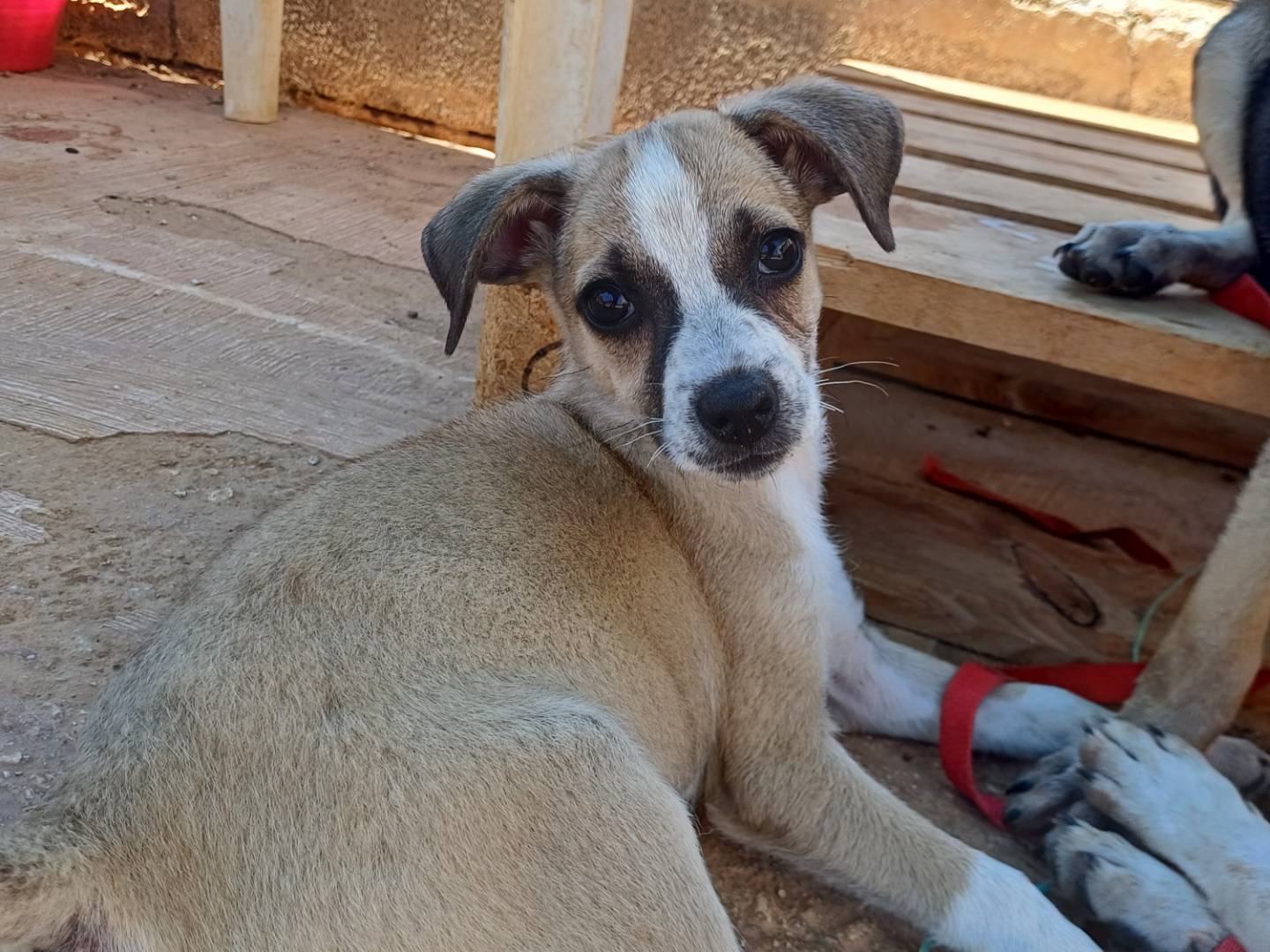 Adotta il cane Kaia a Lecce